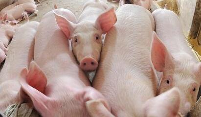 購置瘦肉精檢測儀比第三方檢測更便宜嗎？