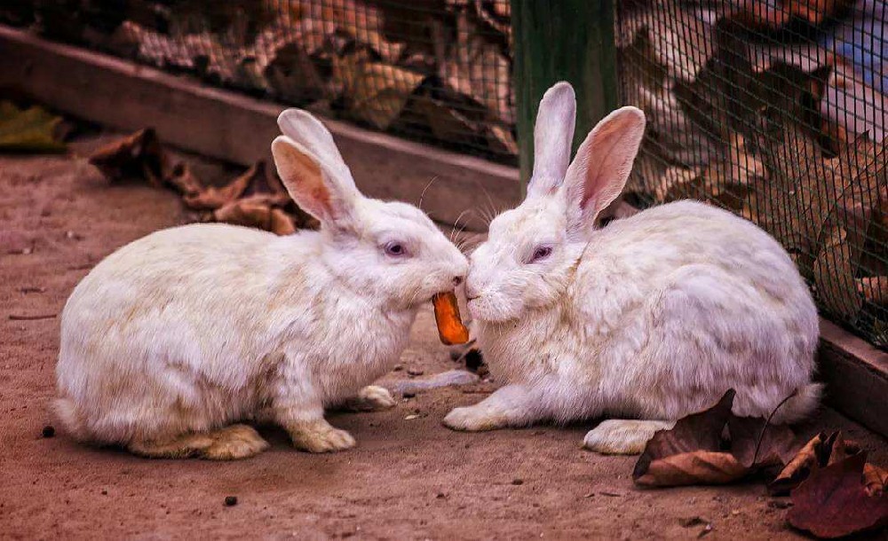 畜產品中獸藥殘留危害及檢測方法