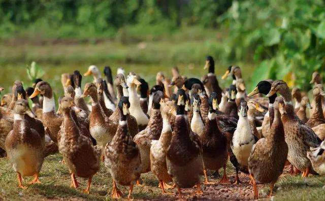 關于解決獸藥殘留問題有何應對措施