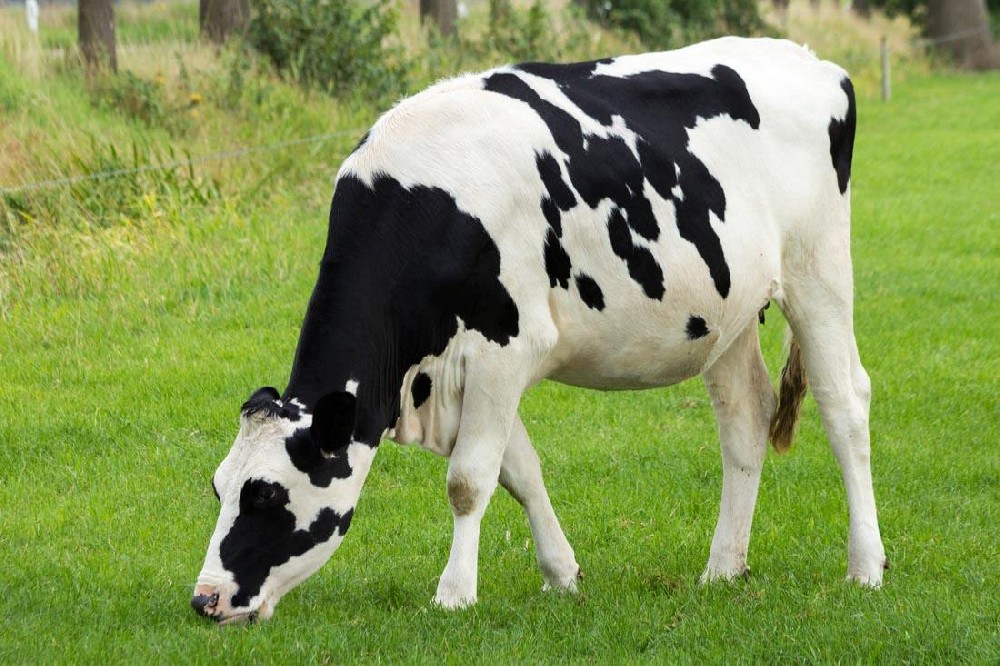 奶牛發(fā)燒用藥，獸藥殘留檢測(cè)儀幫你檢測(cè)是否超標(biāo)