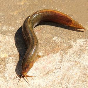 黃鱔中檢測出抗生素殘留主要問題關(guān)鍵在哪？