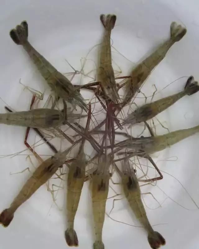 農(nóng)貿(mào)市場(chǎng)中出售的河蝦、鴨肫獸藥殘留超標(biāo)，購(gòu)買時(shí)一定要注意