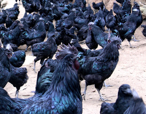 烏雞中檢測出獸藥殘留，你還敢吃嗎