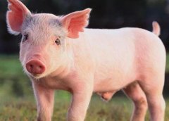 獸藥殘留檢測(cè)儀可以取代實(shí)驗(yàn)室檢測(cè)嗎？