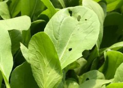 農(nóng)殘超標農(nóng)產(chǎn)品需要用什么儀器？