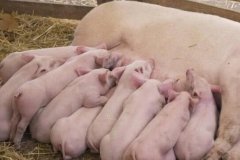 動物疫病診斷儀讓消費(fèi)者吃上“放心肉”