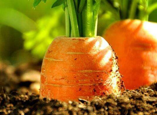 農(nóng)藥殘留檢測(cè)儀